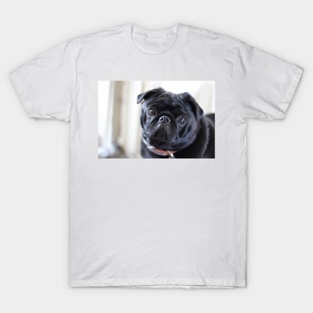 Black Pug Dog T-Shirt by silentrob668